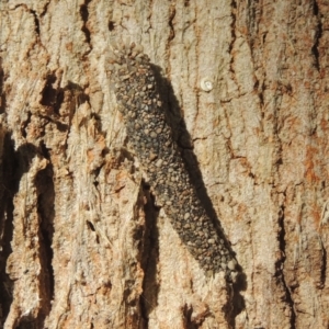 Lepidoscia (genus) IMMATURE at Conder, ACT - 18 Jan 2021