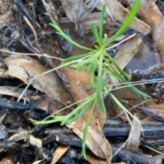 Lepidium hyssopifolium (Aromatic Peppercress) at Deakin, ACT - 13 Mar 2021 by MichaelMulvaney