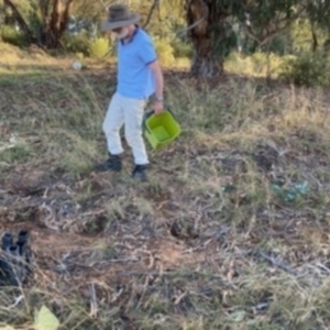 Lepidium hyssopifolium at Deakin, ACT - 13 Mar 2021