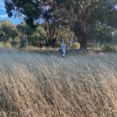 Lepidium hyssopifolium at Deakin, ACT - 13 Mar 2021