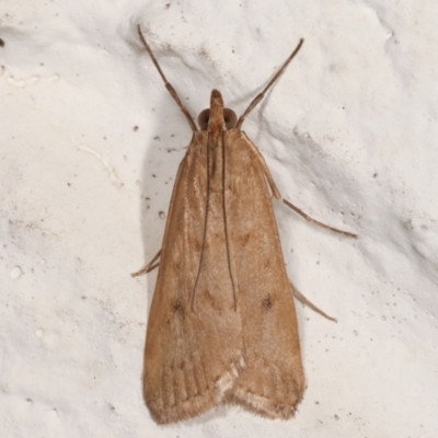 Achyra affinitalis (Cotton Web Spinner) at Melba, ACT - 12 Mar 2021 by kasiaaus