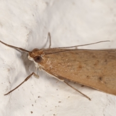 Achyra affinitalis at Melba, ACT - 12 Mar 2021 02:00 AM