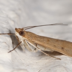 Achyra affinitalis at Melba, ACT - 12 Mar 2021 02:00 AM