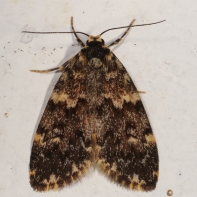 Halone coryphoea (Eastern Halone moth) at Melba, ACT - 11 Mar 2021 by kasiaaus