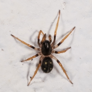 Habronestes sp. (genus) at Melba, ACT - 12 Mar 2021 12:28 AM