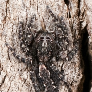 Cytaea severa at Paddys River, ACT - 12 Mar 2021 04:53 PM