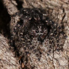 Cytaea severa at Paddys River, ACT - 12 Mar 2021