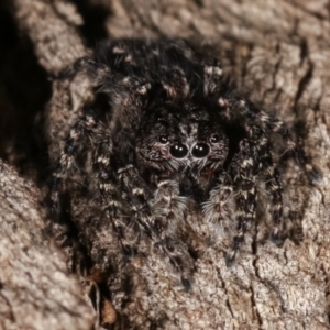 Cytaea severa at Paddys River, ACT - 12 Mar 2021 04:53 PM