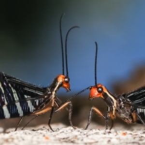 Porismus strigatus at Paddys River, ACT - 12 Mar 2021