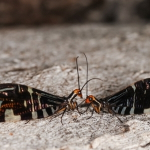 Porismus strigatus at Paddys River, ACT - 12 Mar 2021