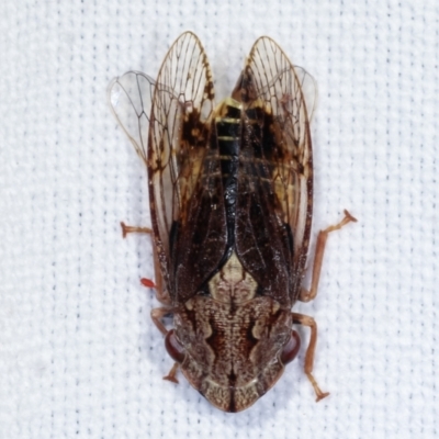 Stenocotis depressa (Leafhopper) at Paddys River, ACT - 12 Mar 2021 by kasiaaus