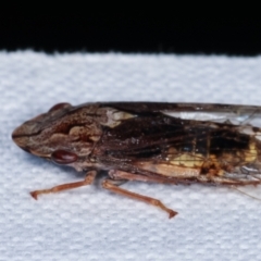 Stenocotis depressa at Paddys River, ACT - 12 Mar 2021 07:36 PM