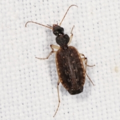 Homethes (genus) (Carab beetle) at Tidbinbilla Nature Reserve - 12 Mar 2021 by kasiaaus