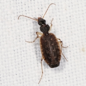 Homethes (genus) at Paddys River, ACT - 12 Mar 2021 07:38 PM