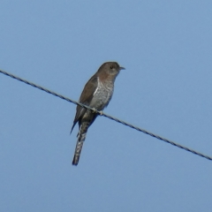 Cacomantis flabelliformis (Fan-tailed Cuckoo) at Googong, NSW - 7 Mar 2021 by Wandiyali