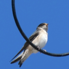 Petrochelidon nigricans (Tree Martin) at Googong, NSW - 15 Mar 2021 by Wandiyali