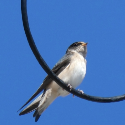 Petrochelidon nigricans (Tree Martin) at Wandiyali-Environa Conservation Area - 15 Mar 2021 by Wandiyali