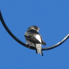 Petrochelidon nigricans at Googong, NSW - 15 Mar 2021