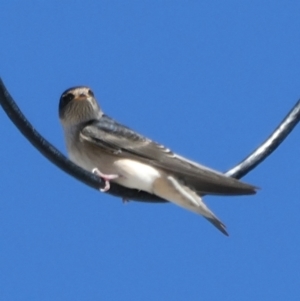 Petrochelidon nigricans at Googong, NSW - 15 Mar 2021