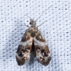 Tebenna micalis (Small Thistle Moth) at Paddys River, ACT - 12 Mar 2021 by kasiaaus
