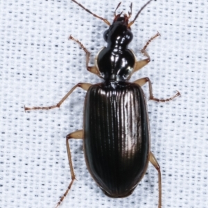 Notagonum submetallicum at Paddys River, ACT - 12 Mar 2021