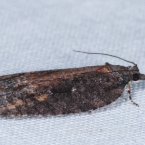 Acropolitis excelsa at Paddys River, ACT - 12 Mar 2021 07:51 PM