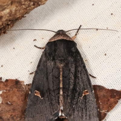 Proteuxoa cinereicollis (A noctuid or owlet moth) at Paddys River, ACT - 12 Mar 2021 by kasiaaus