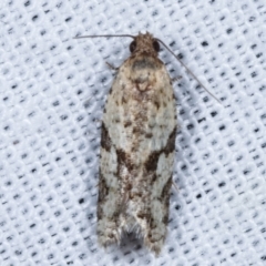 Merophyas therina (a Tortrix Moth) at Paddys River, ACT - 12 Mar 2021 by kasiaaus