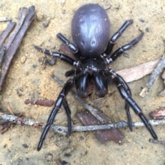 Unidentified Spider (Araneae) at Woodlands, NSW - 11 Mar 2021 by BLSHTwo