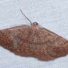 Casbia (genus) (A Geometer moth) at Paddys River, ACT - 12 Mar 2021 by kasiaaus