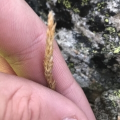 Deyeuxia crassiuscula (Thick Bent-grass) at Cotter River, ACT - 6 Mar 2021 by Tapirlord