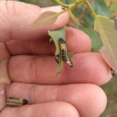 Paropsis atomaria (Eucalyptus leaf beetle) at Farrer Ridge - 12 Mar 2021 by Greggy