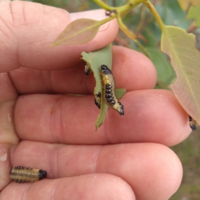 Paropsis atomaria (Eucalyptus leaf beetle) at Farrer Ridge - 12 Mar 2021 by Greggy