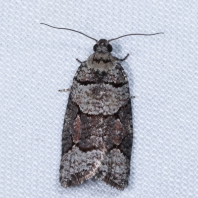 Meritastis lythrodana (A tortrix or leafroller moth) at Paddys River, ACT - 12 Mar 2021 by kasiaaus