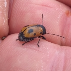Cadmus (Cadmus) litigiosus (Leaf beetle) at Farrer Ridge - 12 Mar 2021 by Greggy