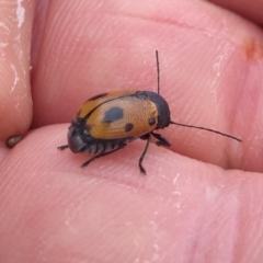 Cadmus (Cadmus) litigiosus (Leaf beetle) at Tuggeranong DC, ACT - 12 Mar 2021 by Greggy