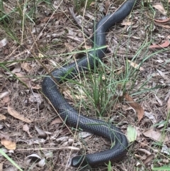 Pseudechis porphyriacus (Red-bellied Black Snake) at Welby - 15 Mar 2021 by BLSHTwo