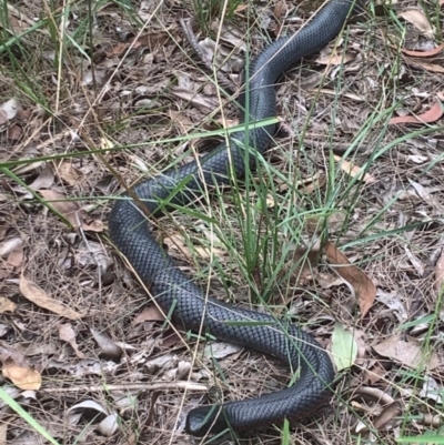 Pseudechis porphyriacus (Red-bellied Black Snake) at Welby - 15 Mar 2021 by BLSHTwo