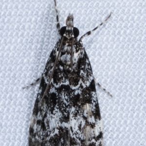 Scoparia exhibitalis at Paddys River, ACT - 12 Mar 2021