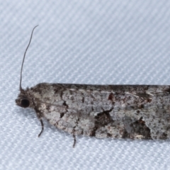 Meritastis lythrodana (A tortrix or leafroller moth) at Paddys River, ACT - 12 Mar 2021 by kasiaaus