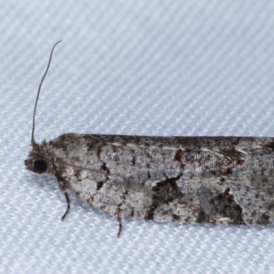 Meritastis lythrodana (A tortrix or leafroller moth) at Paddys River, ACT - 12 Mar 2021 by kasiaaus