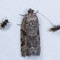 Meritastis lythrodana at Paddys River, ACT - 12 Mar 2021