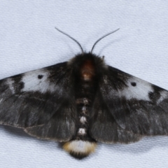 Nataxa flavescens (Nataxa Moth) at Tidbinbilla Nature Reserve - 12 Mar 2021 by kasiaaus