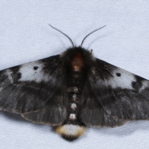 Nataxa flavescens at Paddys River, ACT - 12 Mar 2021