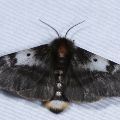 Nataxa flavescens (Nataxa Moth) at Tidbinbilla Nature Reserve - 12 Mar 2021 by kasiaaus