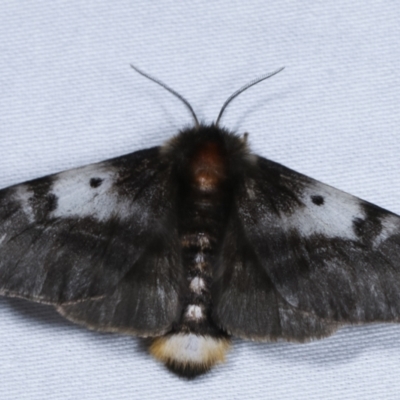 Nataxa flavescens (Nataxa Moth) at Paddys River, ACT - 12 Mar 2021 by kasiaaus