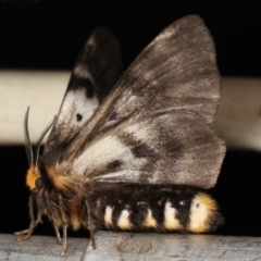 Nataxa flavescens at Paddys River, ACT - 12 Mar 2021