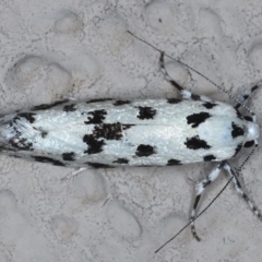 Lichenaula undescribed species nr maculosa at Ainslie, ACT - 13 Mar 2021 by jb2602