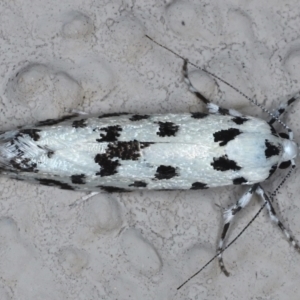 Lichenaula undescribed species nr maculosa at Ainslie, ACT - 13 Mar 2021 10:37 PM