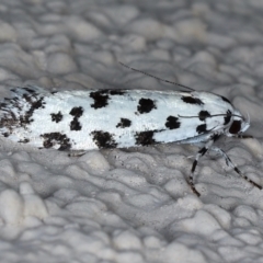 Lichenaula undescribed species nr maculosa at Ainslie, ACT - 13 Mar 2021 10:37 PM